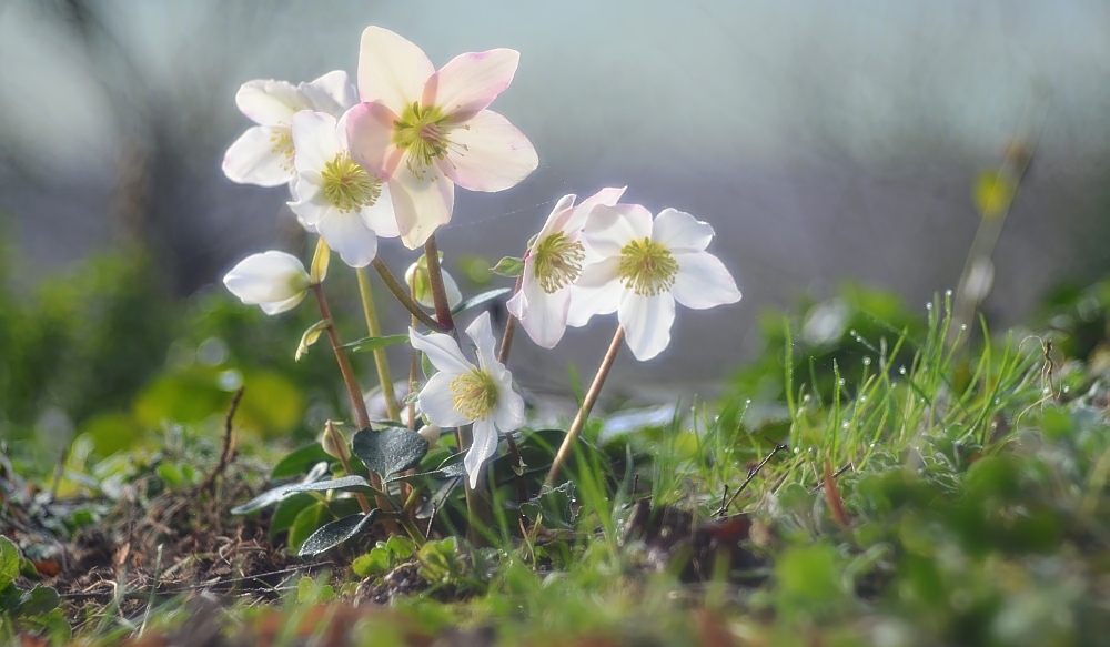 der Frühlingssonne entgegen