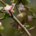 Der Frühlingstänzer - Zilpzalp - Phylloscopus collybita