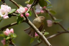 Der Frühlingstänzer - Zilpzalp - Phylloscopus collybita