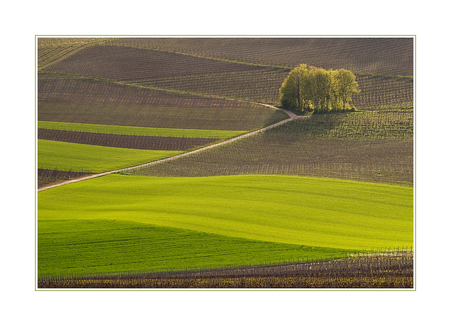 Der Frühlingsteppich ist ausgerollt