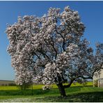 Der Frühlingswunderbaum (1)