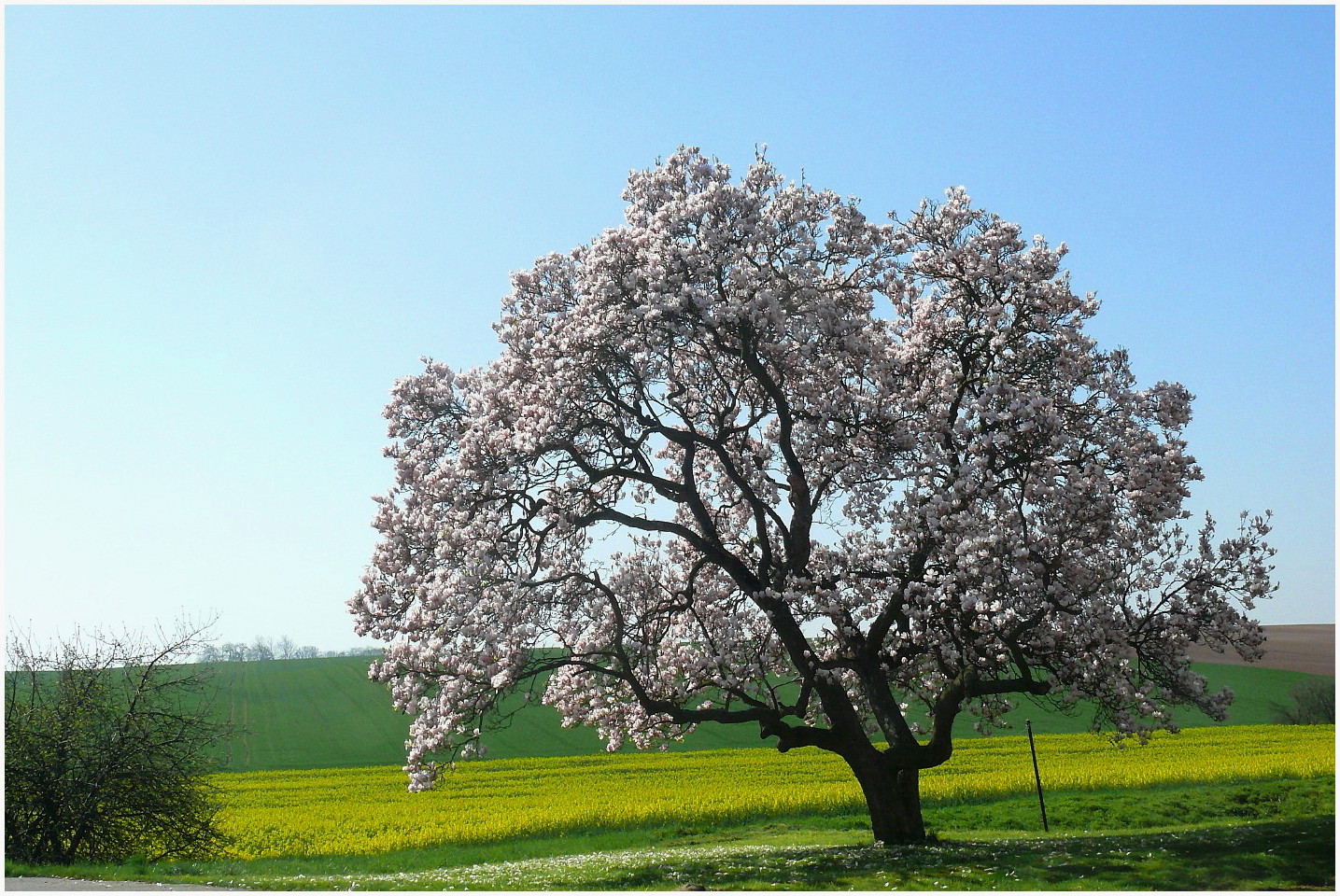 Der Frühlingswunderbaum (4)