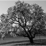 Der Frühlingswunderbaum (8)