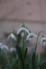 Der Frühlinig naht langsam....