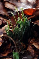 Der Frühlung kommt