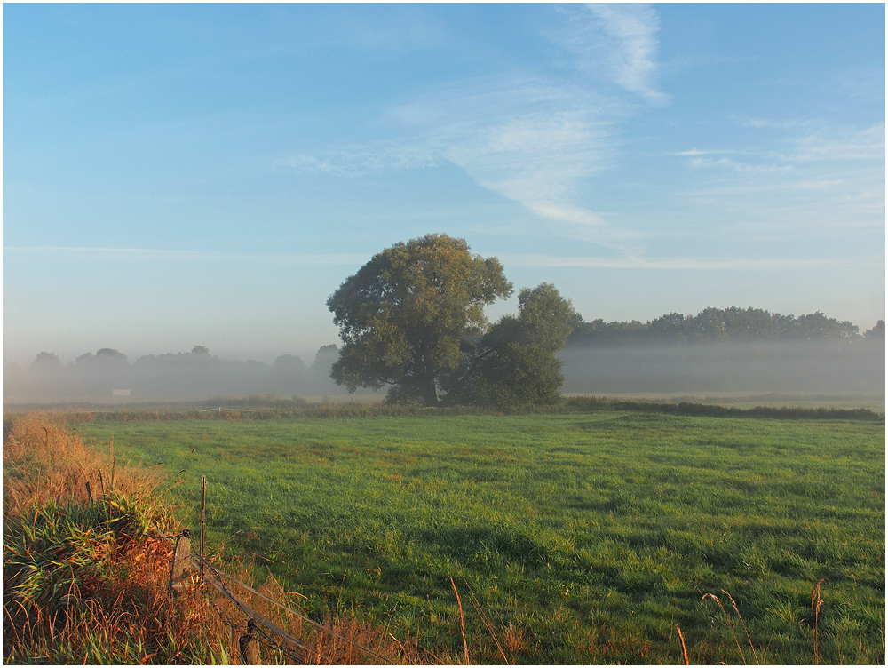 Der Frühnebel