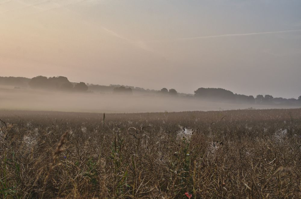 Der Frühnebel