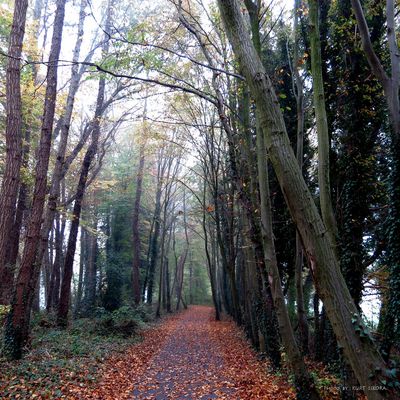 Der Frühnebel geht.....