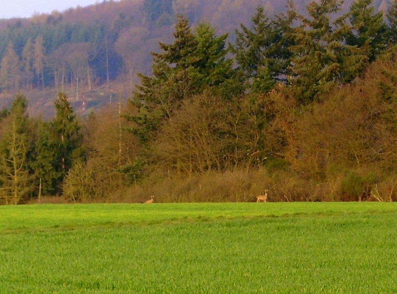 Der frühr vogel fängt den wurm