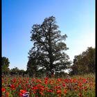 Der Frühsommer in seiner Pracht