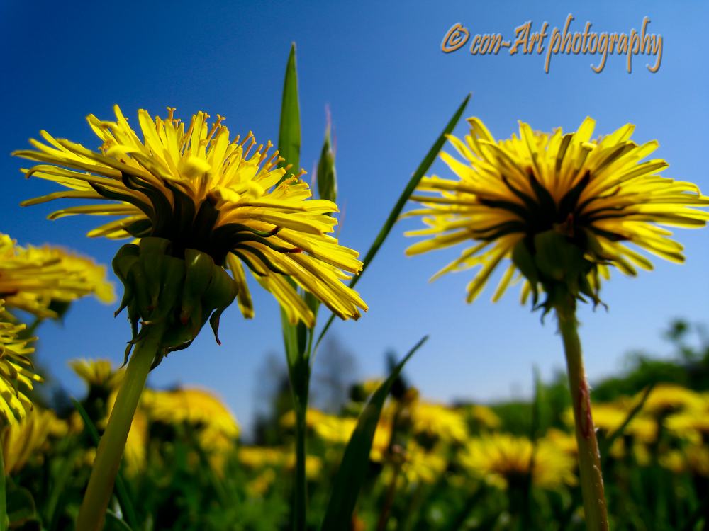 Der Frühsommer von unten..