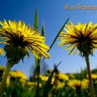 Der Frühsommer von unten..