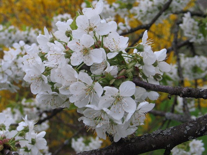 Der Früling ist da ....