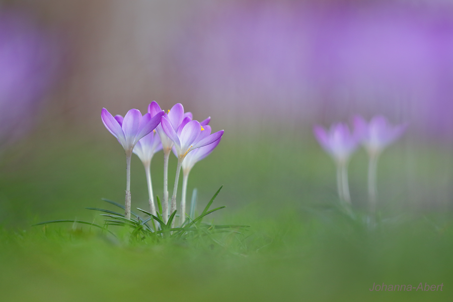 Der Früüüüühling ist da:-)