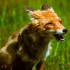 Der Fuchs