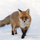 Der Fuchs 2