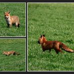 Der Fuchs 2