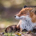 Der Fuchs