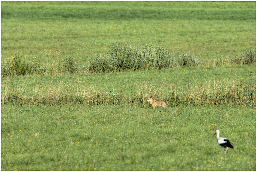 der Fuchs...