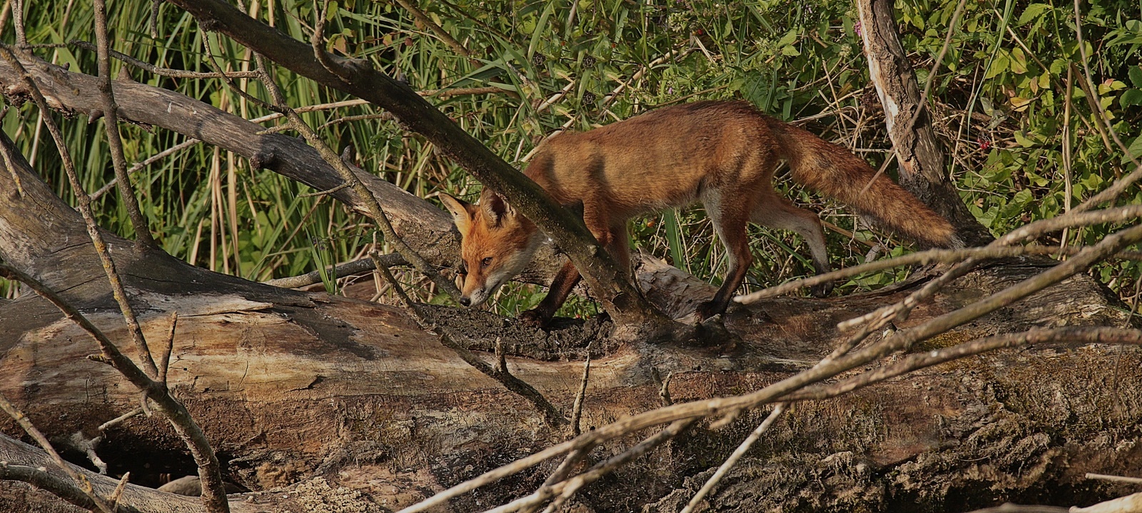 „der Fuchs“