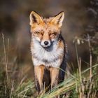 Der Fuchs