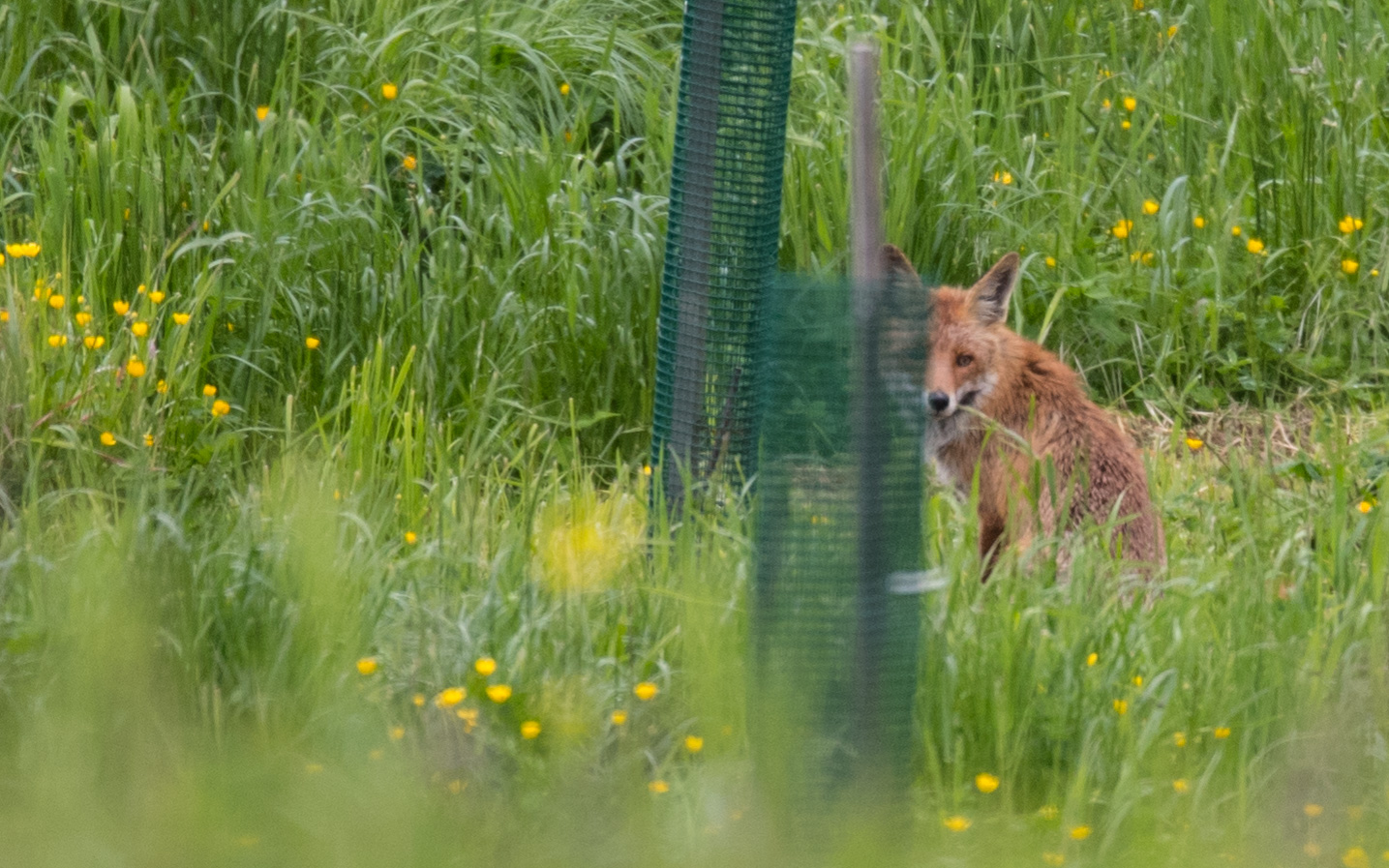 Der Fuchs