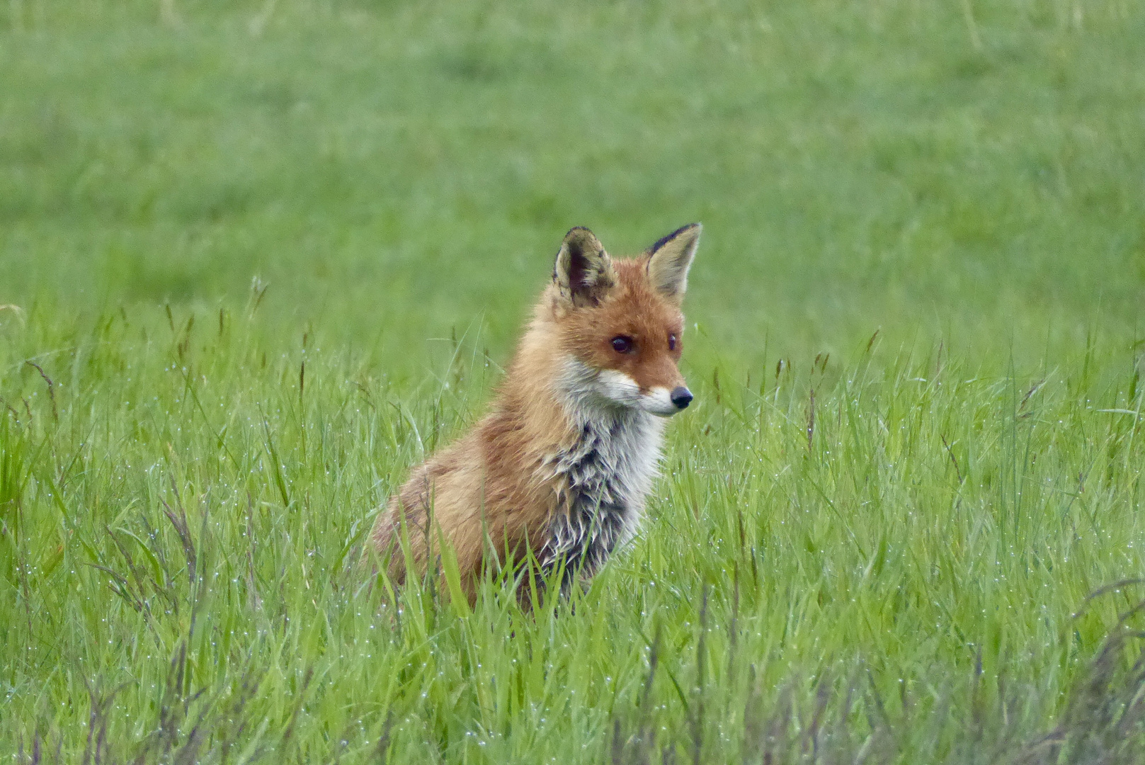 Der Fuchs