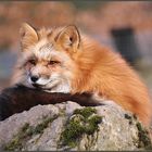 Der Fuchs