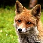 Der Fuchs