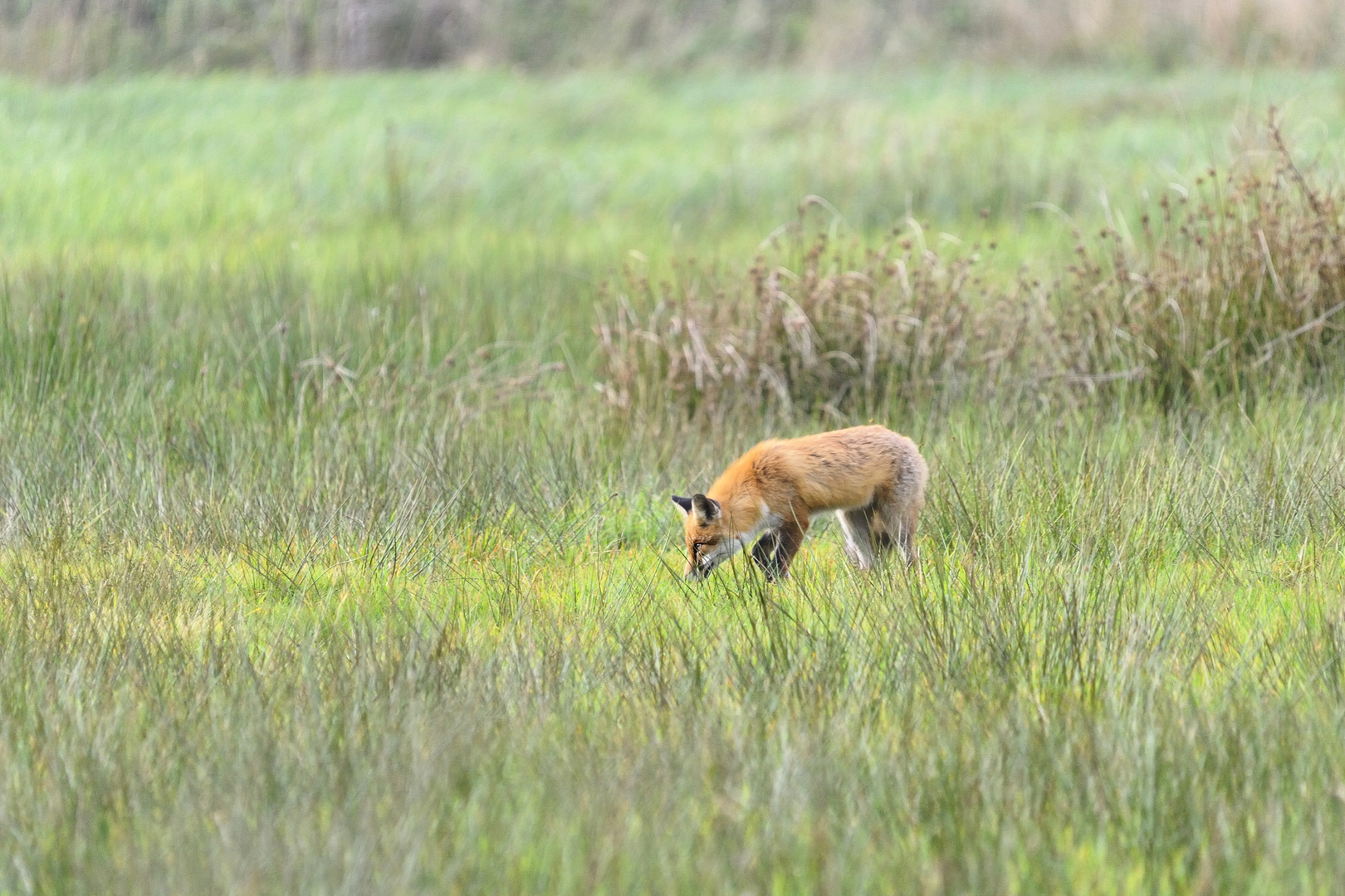 Der Fuchs