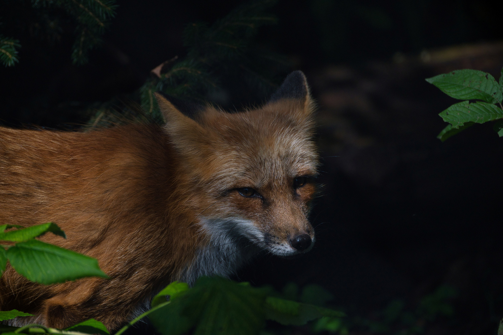 Der Fuchs ändert das Haar, Und bleibt doch der Fuchs, der er war.