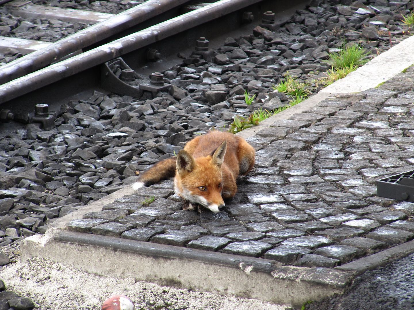 Der Fuchs am Bahnhof