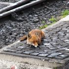 Der Fuchs am Bahnhof