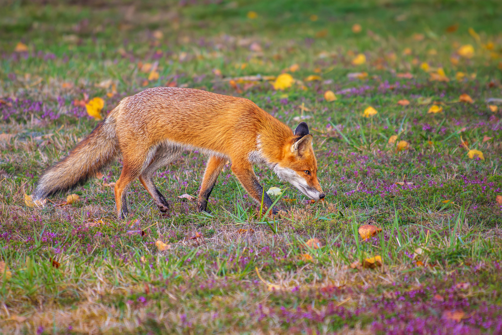 Der Fuchs am See