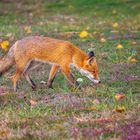 Der Fuchs am See