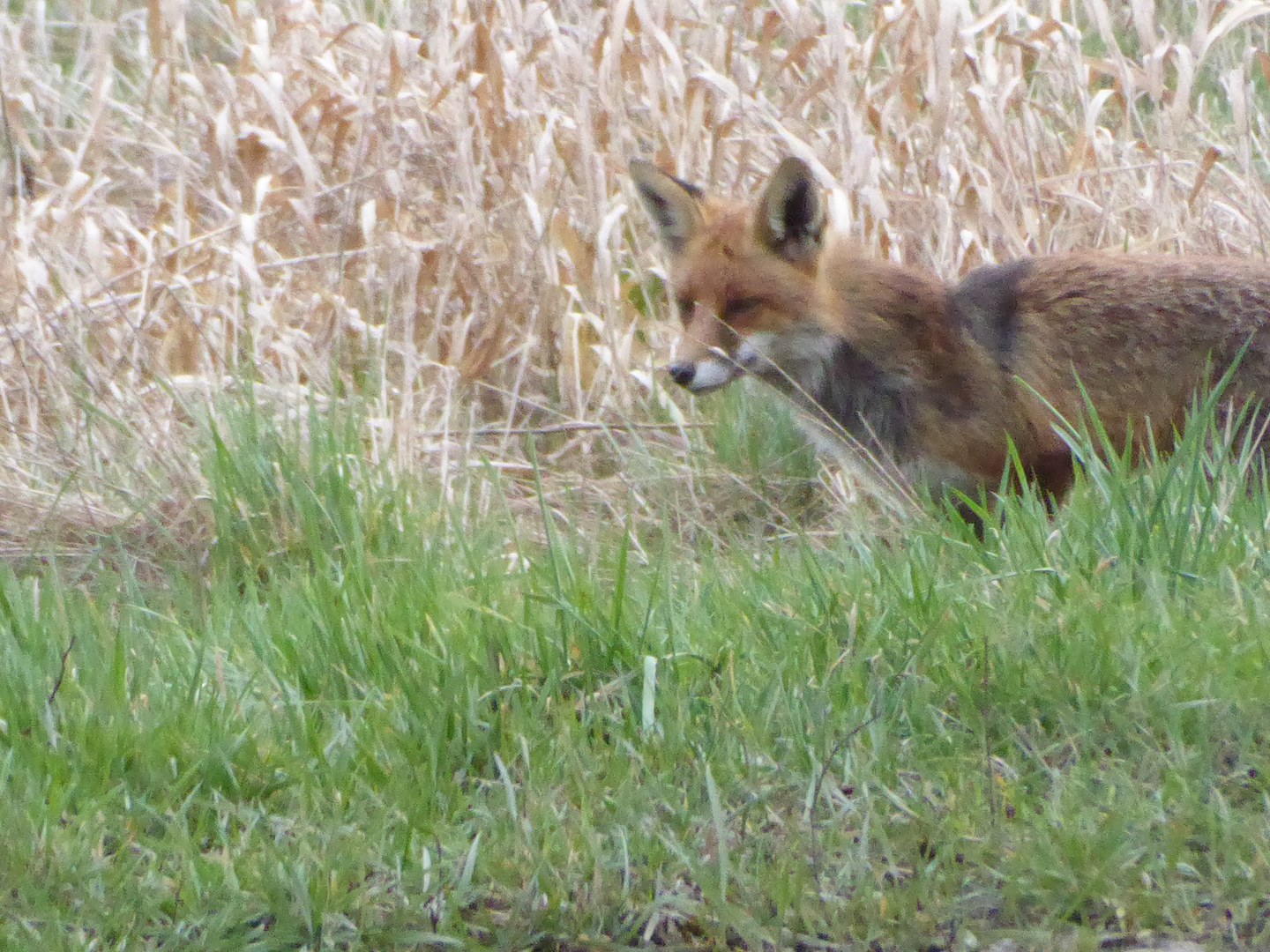 Der Fuchs am Straßenrand