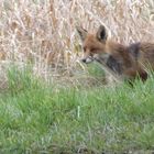 Der Fuchs am Straßenrand