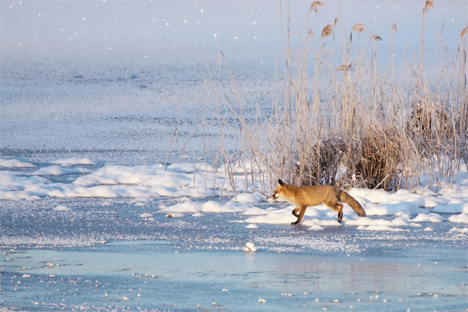 Der Fuchs auf dem Eis