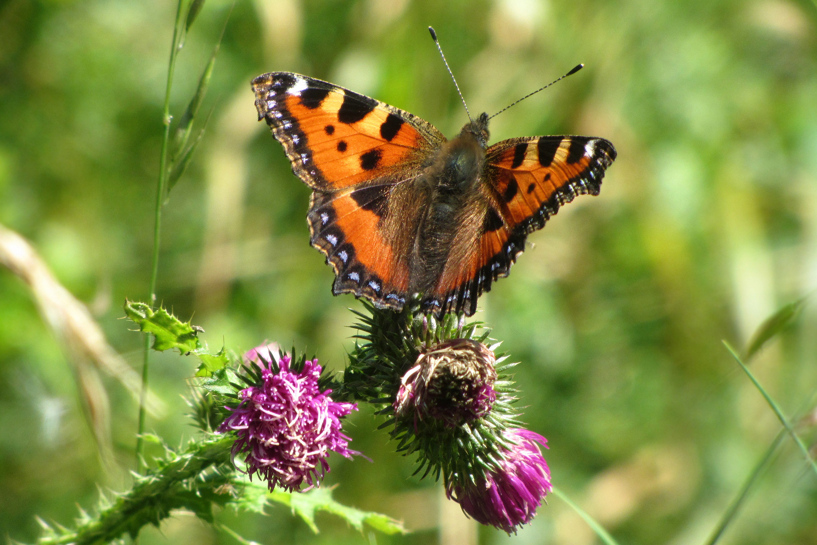 der Fuchs auf der Distel