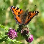 der Fuchs auf der Distel