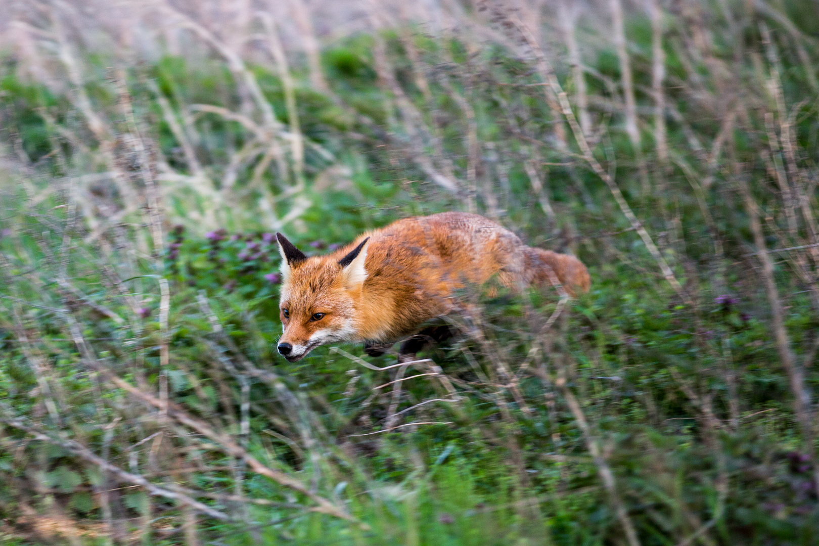 der Fuchs auf der Flucht