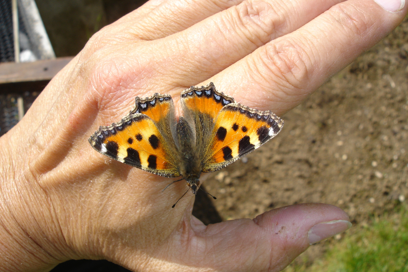 Der Fuchs auf der Hand