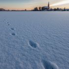 Der Fuchs auf Wanderschaft