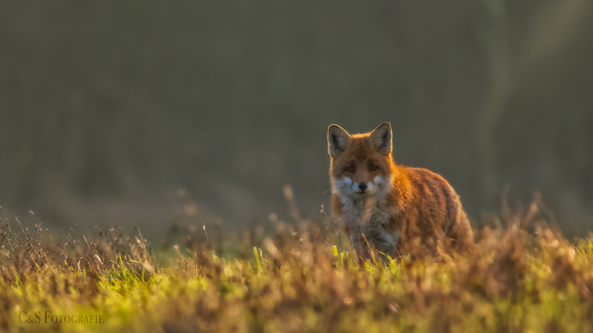 Der Fuchs Foto Bild Fotos Nature Outdoor Bilder Auf Fotocommunity