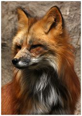 Der Fuchs