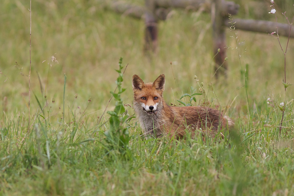 Der Fuchs braucht Mäuse….