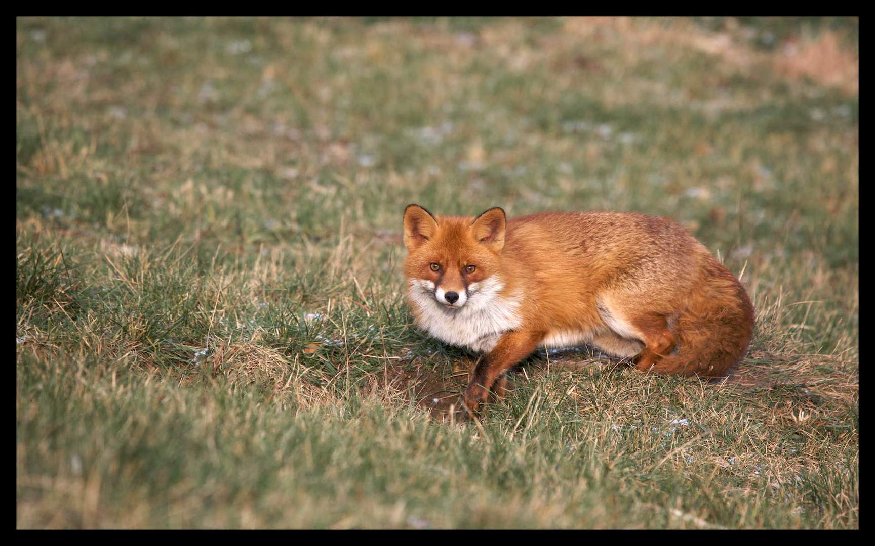 Der Fuchs bringt sich in Sicherheit