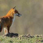 Der Fuchs