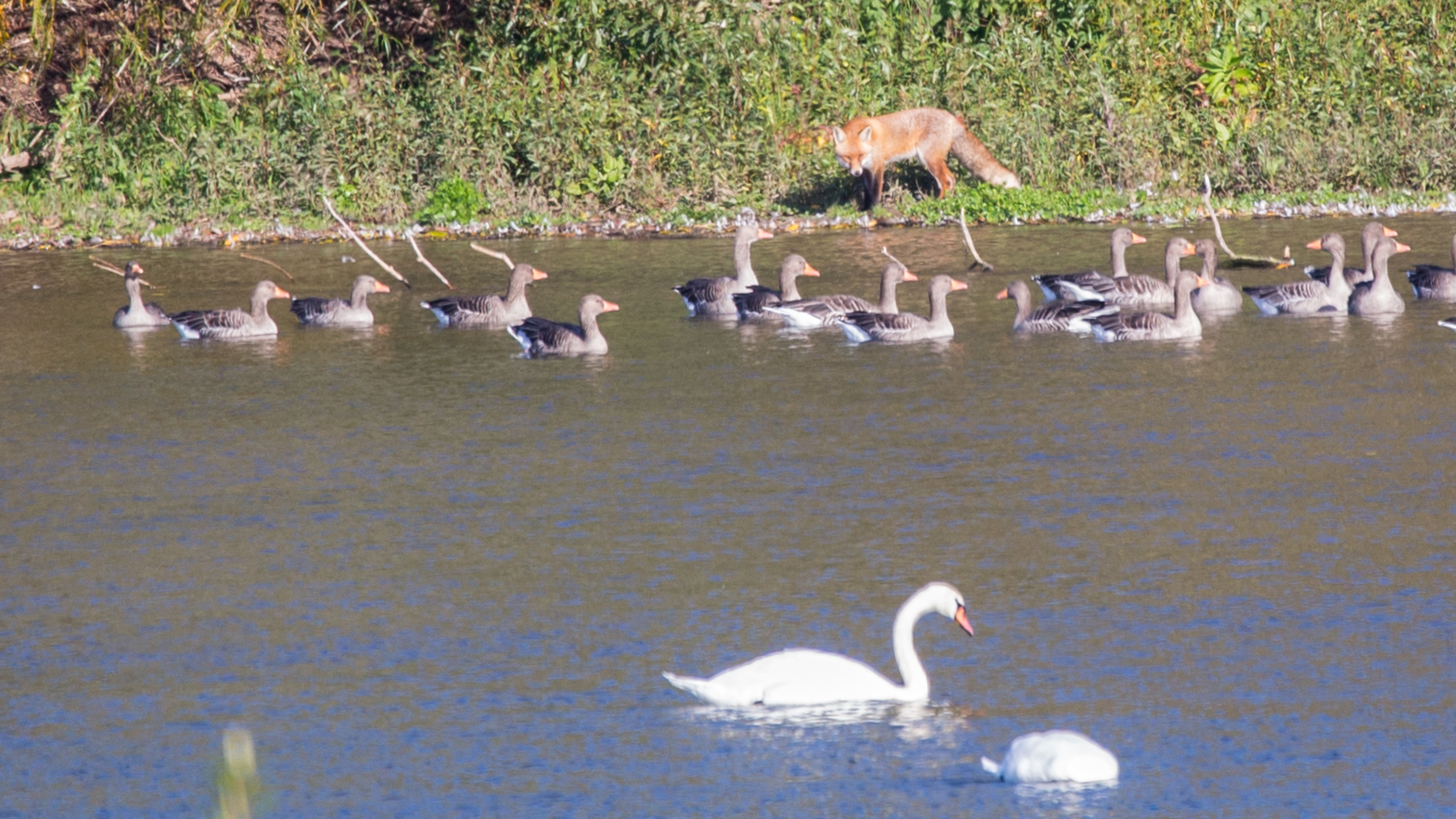 Der Fuchs...