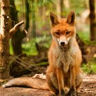 Der Fuchs